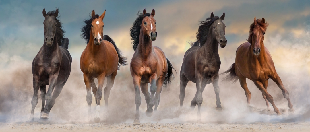 Bacharelado em Zootecnia - Morrinhos - 20211.04ZOO20M.7 - 2021/1 ( 7º período ) - 161840 - Equideocultura