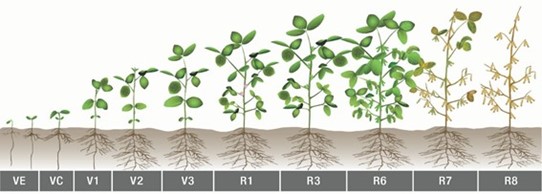 003770 - Culturas II (soja, Feijão, Girassol e Algodão) - 2023/1:Bacharelado em Agronomia, Bacharelado, 7º Período, Turno Integral (2023)