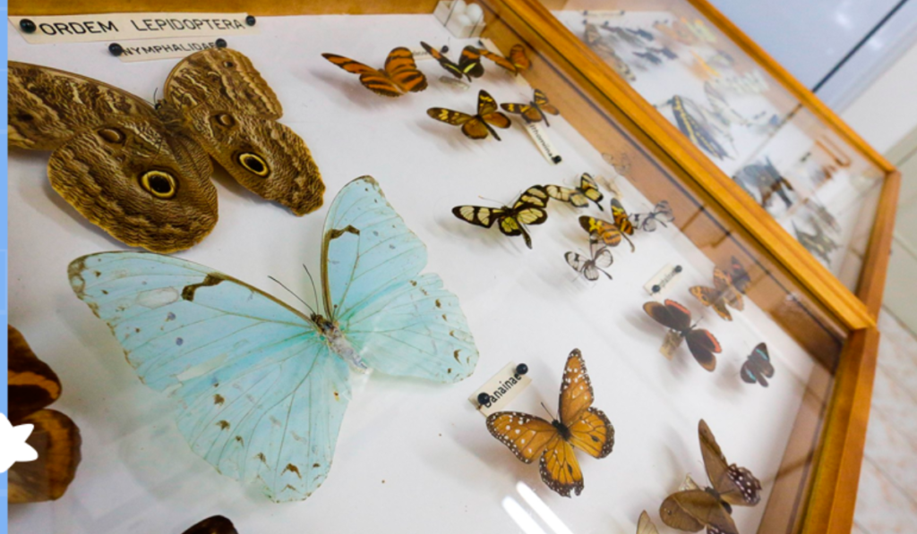 006784 - Entomologia Geral - 2023/1:Bacharelado em Agronomia, Bacharelado, 3º Período, Turno Integral (2023)