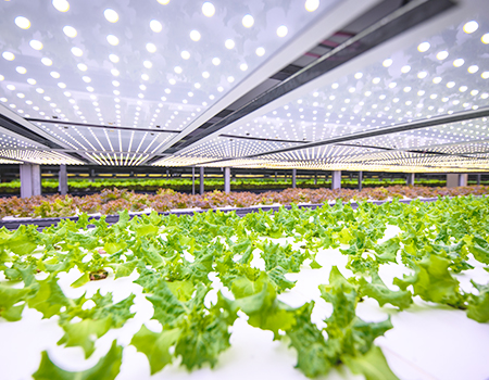 006758 - Olericultura Aplicada - 2023/1:Tecnologia em Horticultura, Tecnologia, 5º Período, Turno Noturno (2023)