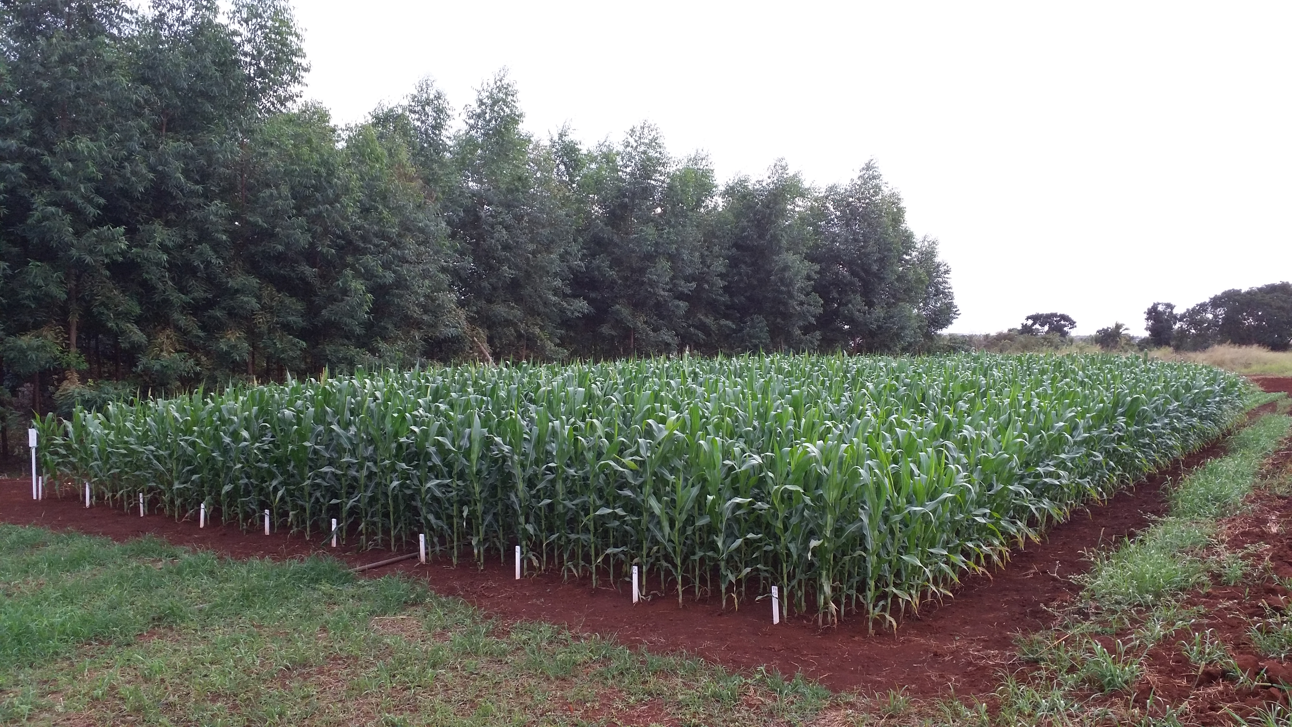 006761 - Produção de Sementes - 2023/1:Tecnologia em Horticultura, Tecnologia, 5º Período, Turno Noturno (2023)