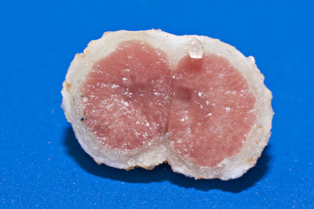 Microbiologia Agrícola - 2023/1