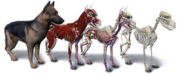 006825 - Morfofisiologia Animal I - 2023/1:Bacharelado em Medicina Veterinária, Bacharelado, 1º Período, Turno Integral (2023)