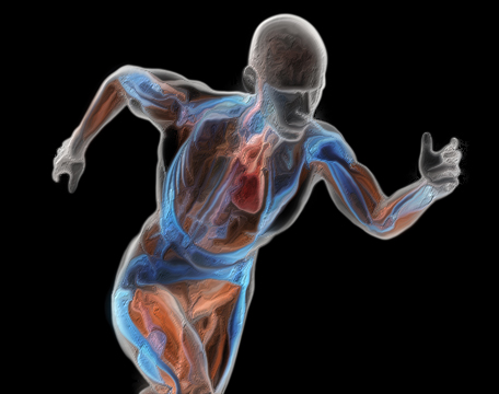 Graduação em Educação Física - Noturno - Urutaí 2020/1 - 20211.01LEF23N.3N - 2021/1 ( 3º período ) - 160756 - Fisiologia do Exercício I