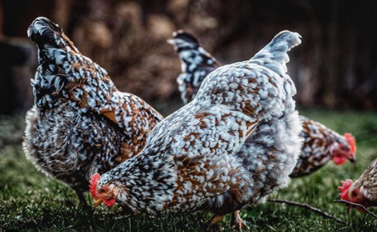 007403 - Avicultura - 2023/1:Técnico em Agropecuária, Técnico Concomitante, 2º Período, Turno Vespertino (2023)