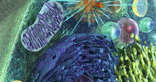 006782 - Biologia Celular e Zoologia - 2023/1:Bacharelado em Agronomia, Bacharelado, 1º Período, Turno Integral (2023)