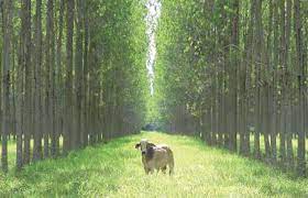 006800 - Forragicultura e Pastagens - 2023/1:Bacharelado em Agronomia, Bacharelado, 7º Período, Turno Integral (2023)