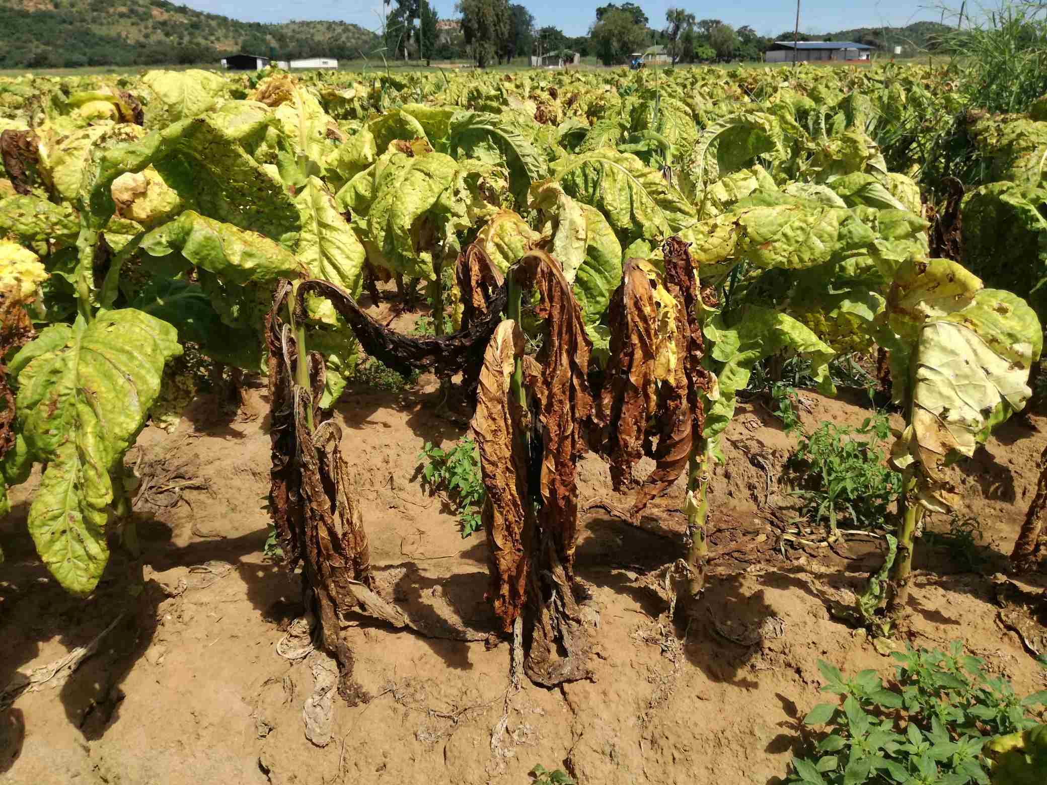 007935 - Fitopatologia I - 2023/2:Bacharelado em Agronomia, Bacharelado, 4º Período, Turno Integral (2023)
