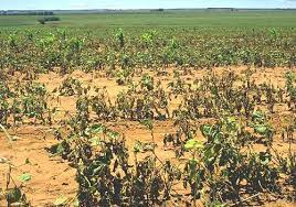 007946 - Fitopatologia II - 2023/2:Bacharelado em Agronomia, Bacharelado, 5º Período, Turno Integral (2023)