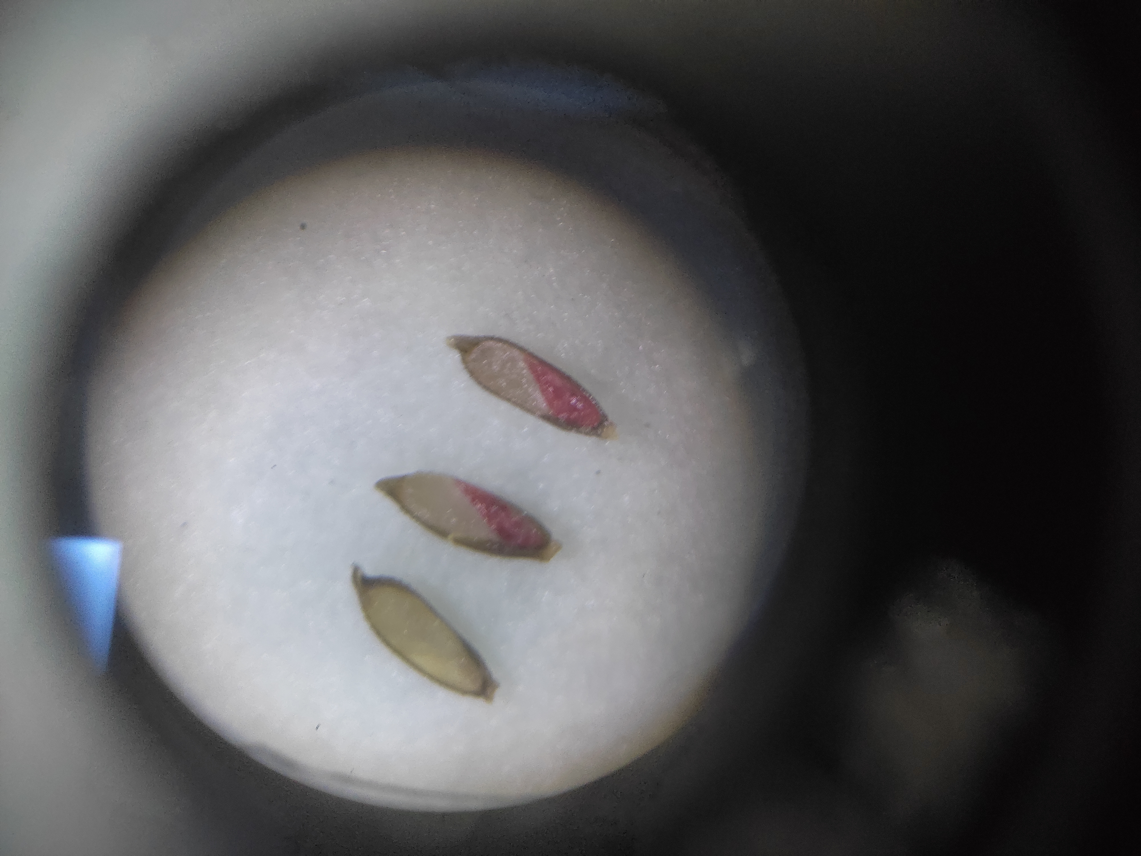 007943 - Produção e Tecnologia de Sementes - 2023/2:Bacharelado em Agronomia, Bacharelado, 5º Período, Turno Integral (2023)