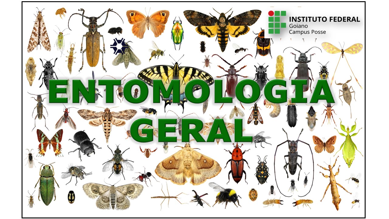 008033 - Entomologia Geral - 2023/2:Bacharelado em Agronomia, Bacharelado, 4º Período, Turno Integral (2023)