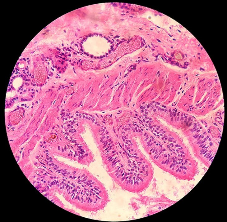 008791 - [MO.2ZOO2] Histologia Básica - 2023/2:Bacharelado em Zootecnia, Bacharelado, 2º Período, Turno Integral (2023)