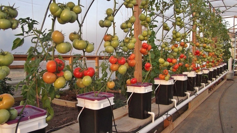 008841 - Produção Integrada em Ambiente Protegido - 2023/2:Curso Superior de Tecnologia em Horticultura, Tecnologia, 6º Período, Turno Diurno (2023)