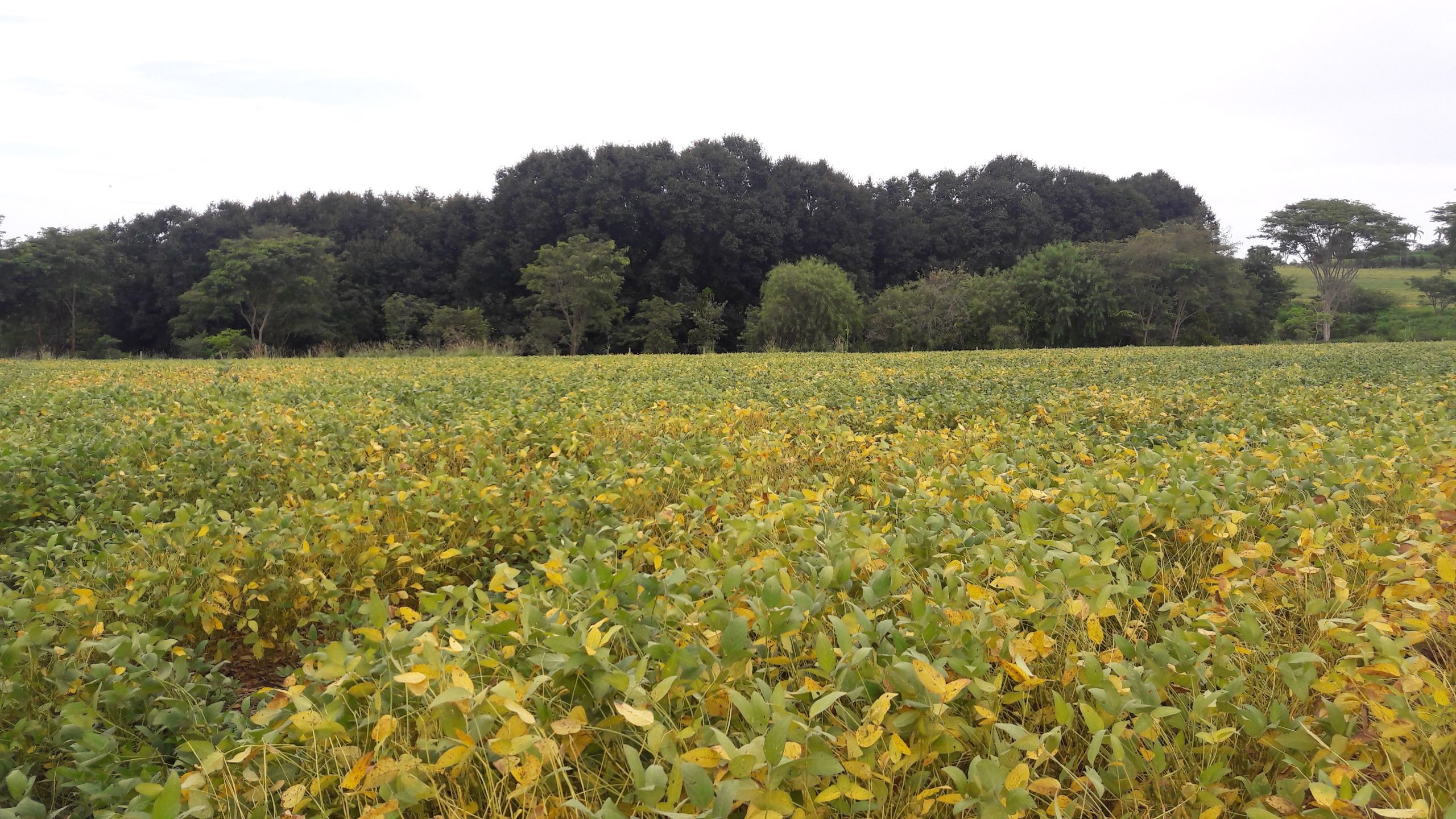 Bacharelado em Engenharia Agrícola - Urutaí - 20211.01EAG20I.3 - 2021/1 ( 3º período ) - 160694 - Física e Conservação do Solo
