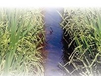 Bacharelado em Engenharia Agrícola - Urutaí - 20211.01EAG20I.9 - 2021/1 ( 9º período ) - 160715 - Manejo da Irrigação