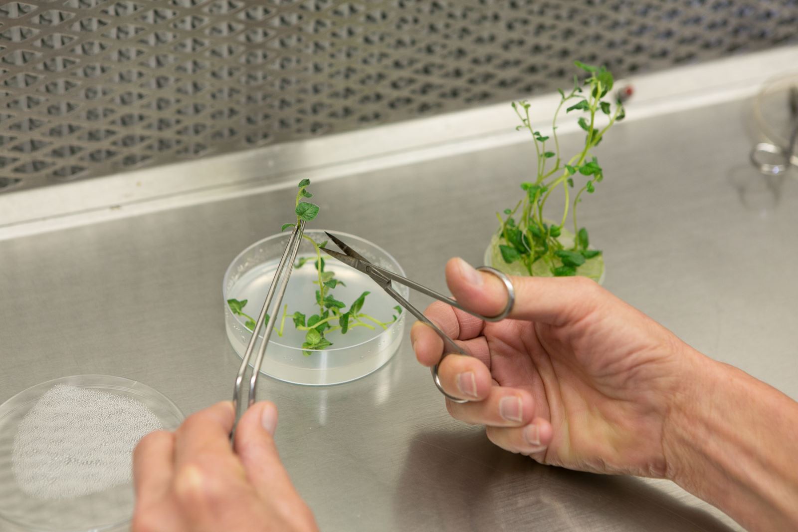 008845 - Cultura de Tecidos e Micropropagação - 2023/2:Curso Superior de Tecnologia em Horticultura, Tecnologia, 6º Período, Turno Diurno (2023)