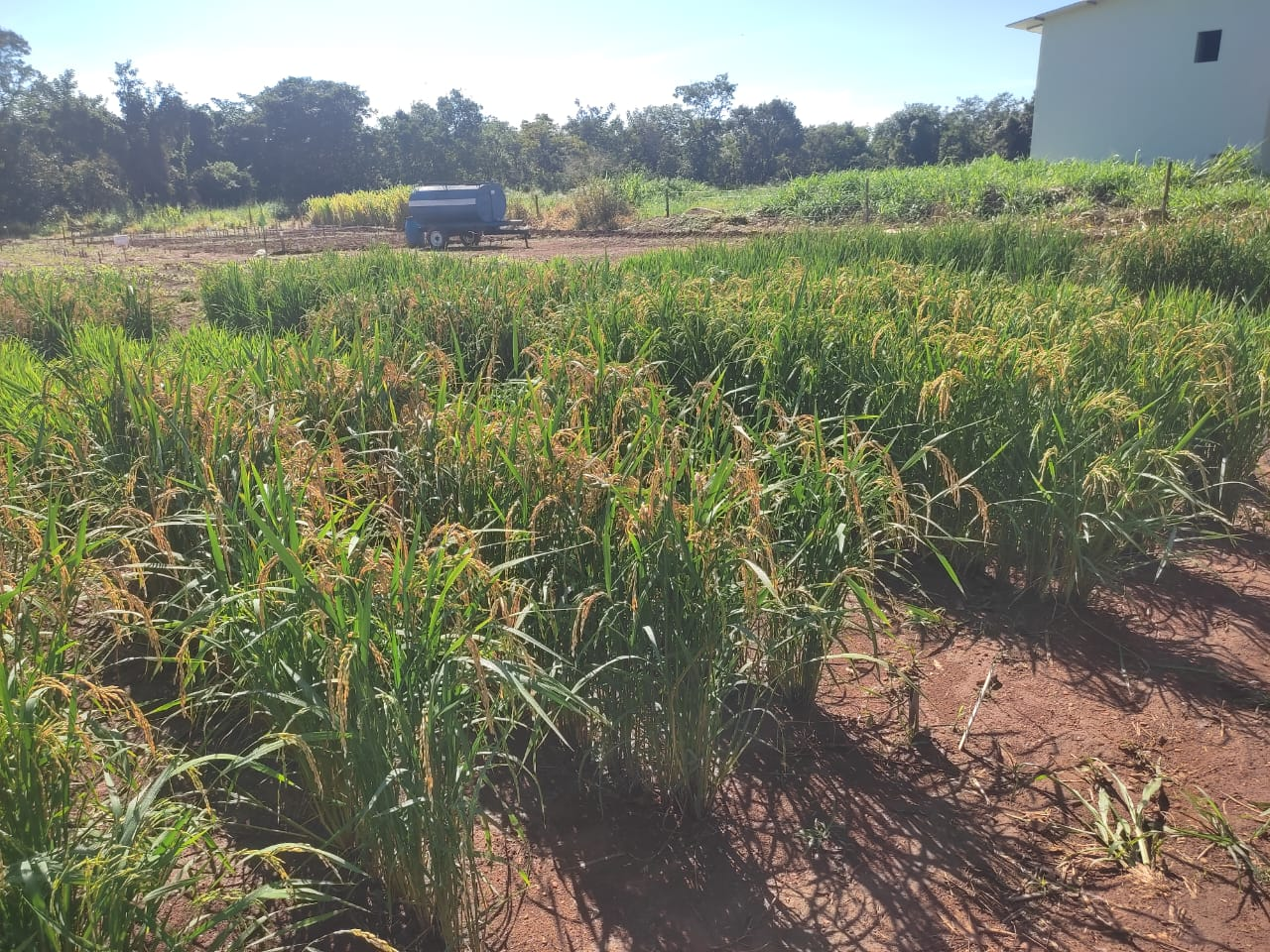 010154 - Culturas I (arroz, Milho, Trigo e Sorgo) - 2024/1:Bacharelado em Agronomia, Bacharelado, 6º Período, Turno Integral (2024)
