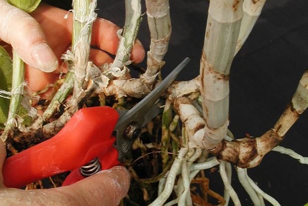 010149 - Propagação de Plantas - 2024/1:Bacharelado em Agronomia, Bacharelado, 6º Período, Turno Integral (2024)