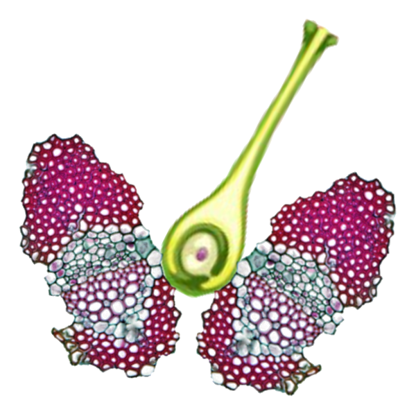 012565 - Botânica III - 2024/1:Licenciatura em Ciências Biológicas, Licenciatura, 5º Período, Turno Noturno (2024)