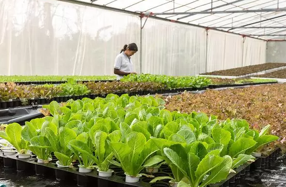011094 - Olericultura Aplicada - 2024/1:Superior de Tecnologia em Horticultura, Tecnologia, 5º Período, Turno Integral (2024)