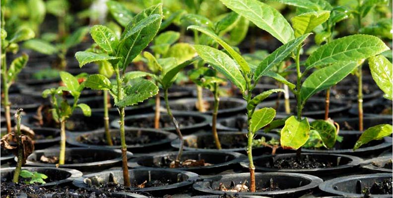 011092 - Manejo de Viveiros e Produção de Mudas - 2024/1:Superior de Tecnologia em Horticultura, Tecnologia, 5º Período, Turno Integral (2024)