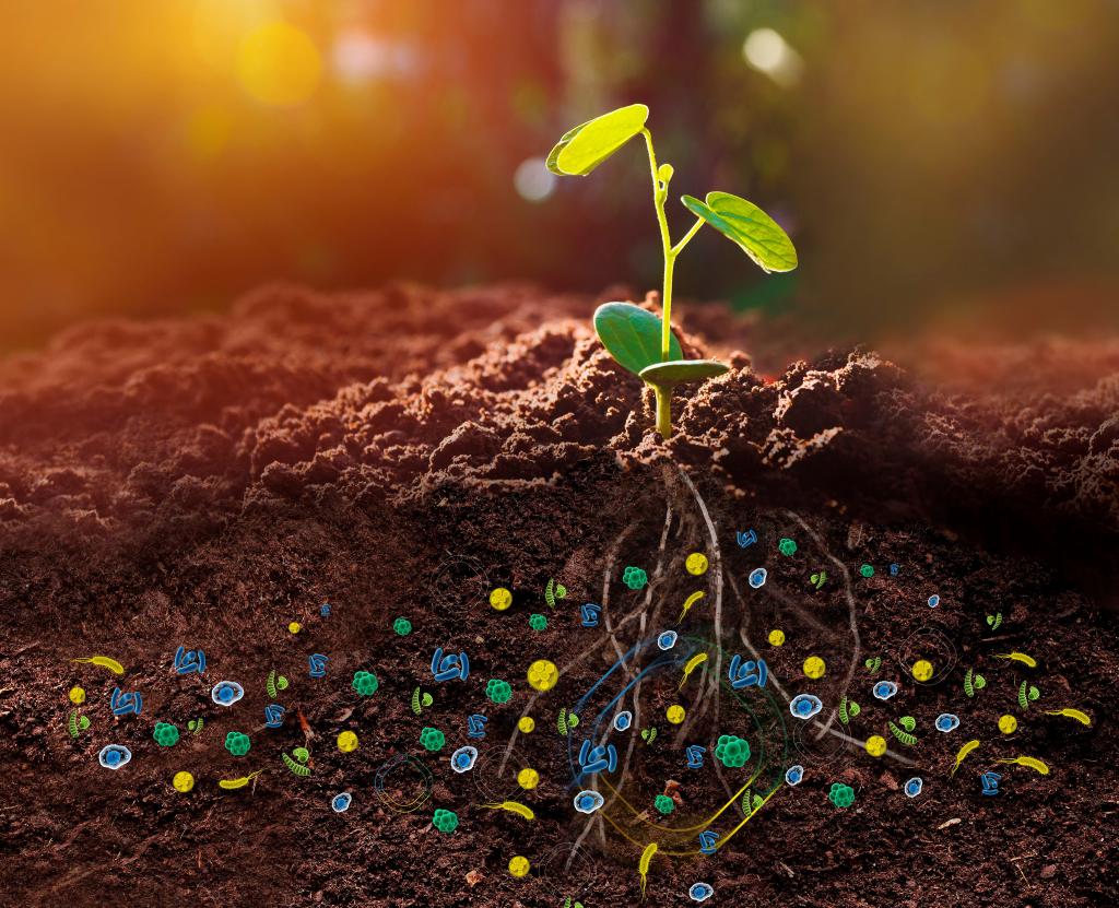 011086 - Microbiologia Agrícola - 2024/1:Superior de Tecnologia em Horticultura, Tecnologia, 3º Período, Turno Noturno (2024)