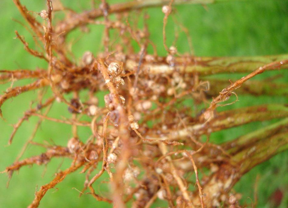 011058 - Microbiologia Agrícola - 2024/1:Bacharelado em Agronomia, Bacharelado, 3º Período, Turno Integral (2024)