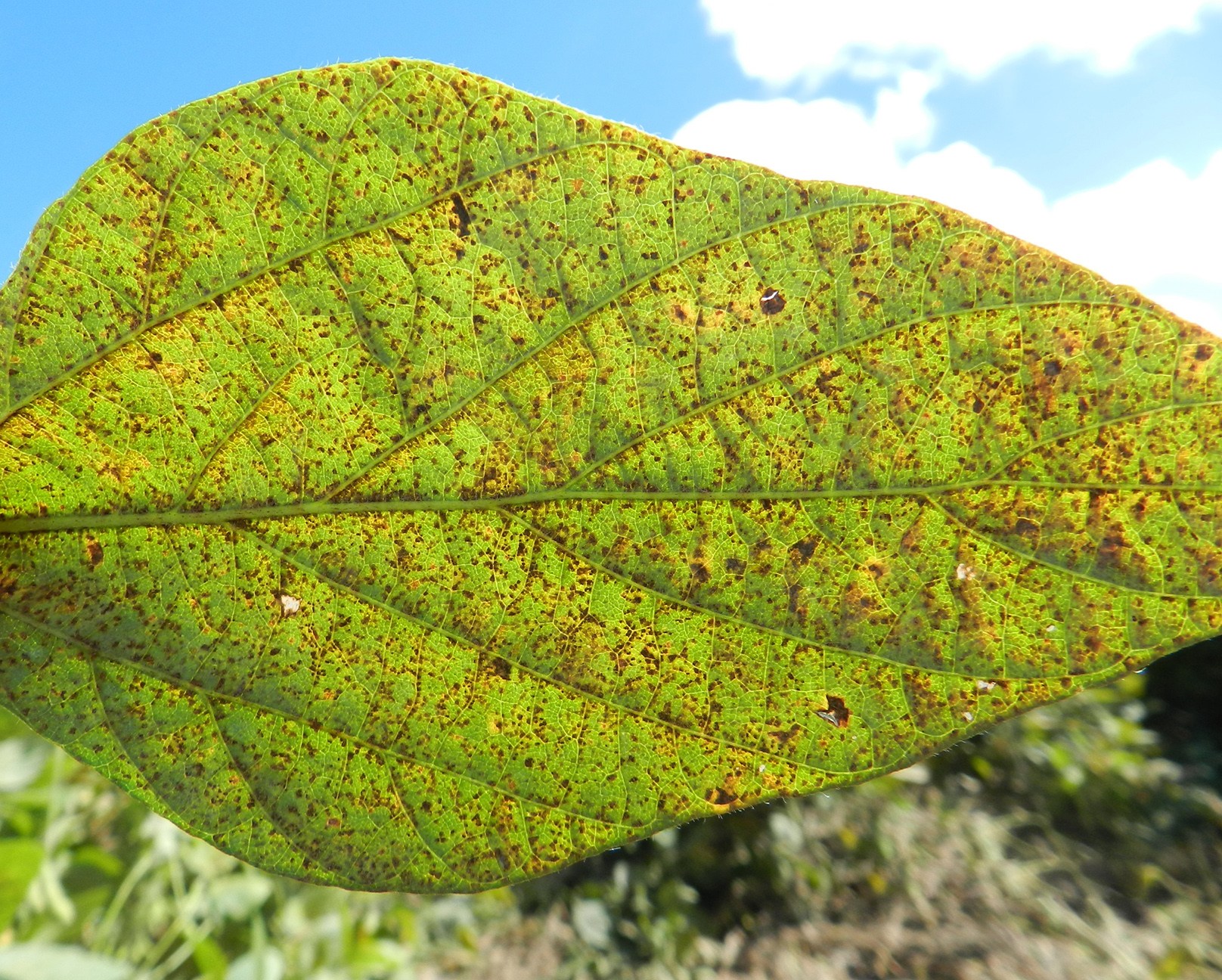 011064 - Fitopatologia I - 2024/1:Bacharelado em Agronomia, Bacharelado, 5º Período, Turno Integral (2024)