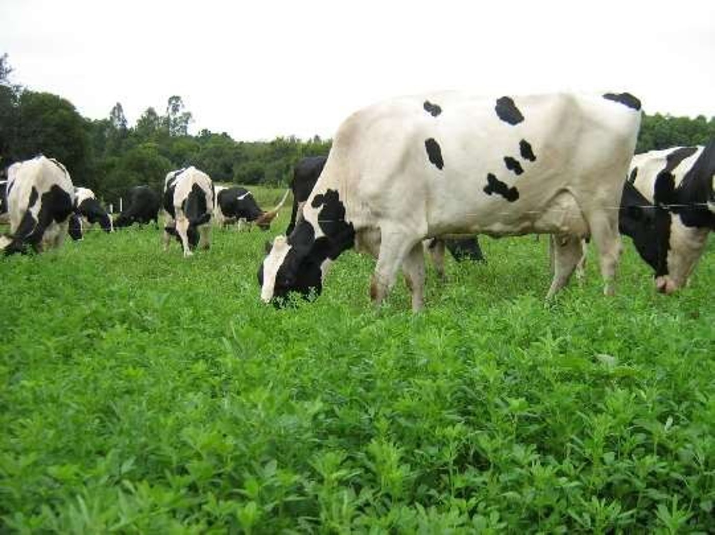 012680 - Forragicultura - 2024/1:Técnico em Agropecuária, Técnico Concomitante, 3º Período, Turno Matutino (2024)