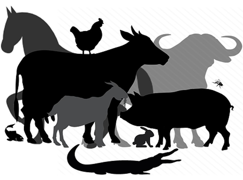 012504 - Zootecnia Geral - 2024/1:Bacharelado em Agronomia, Bacharelado, 5º Período, Turno Integral (2024)