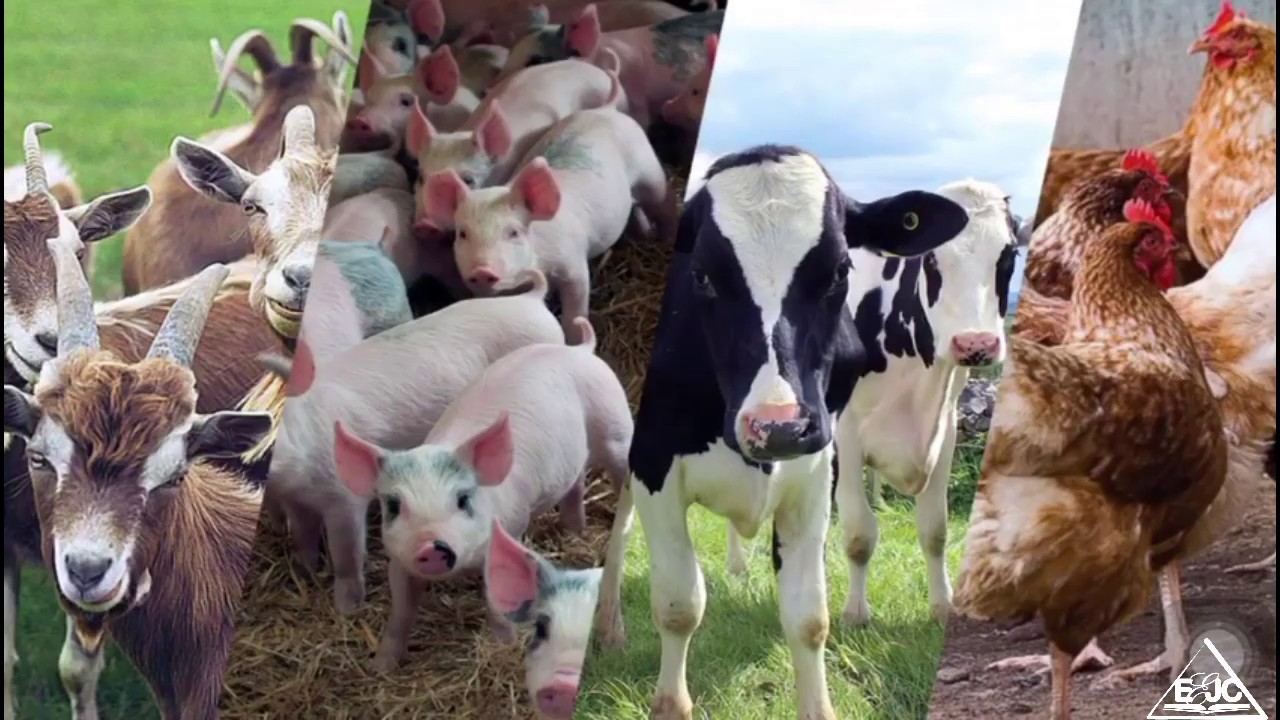 011390 - Introdução a Agropecuária - 2024/1:Técnico em Agropecuária Integrado ao Ensino Médio, Integrado, 1º Período, Turno Integral (2024)