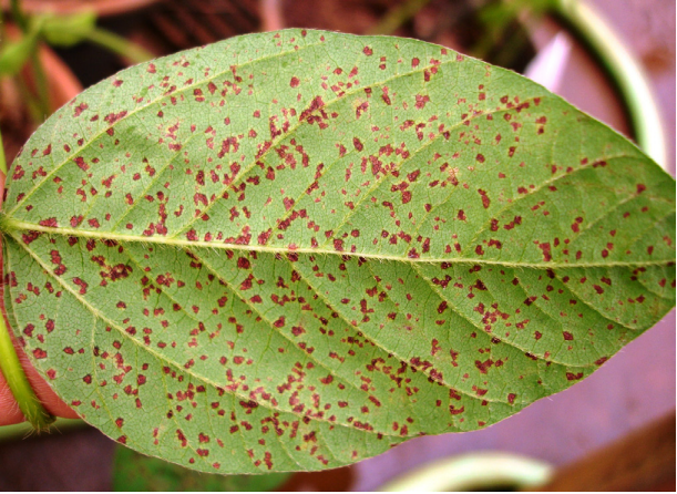 012364 - Fitopatologia I - 2024/1:Bacharelado em Agronomia, Bacharelado, 5º Período, Turno Integral (2024)