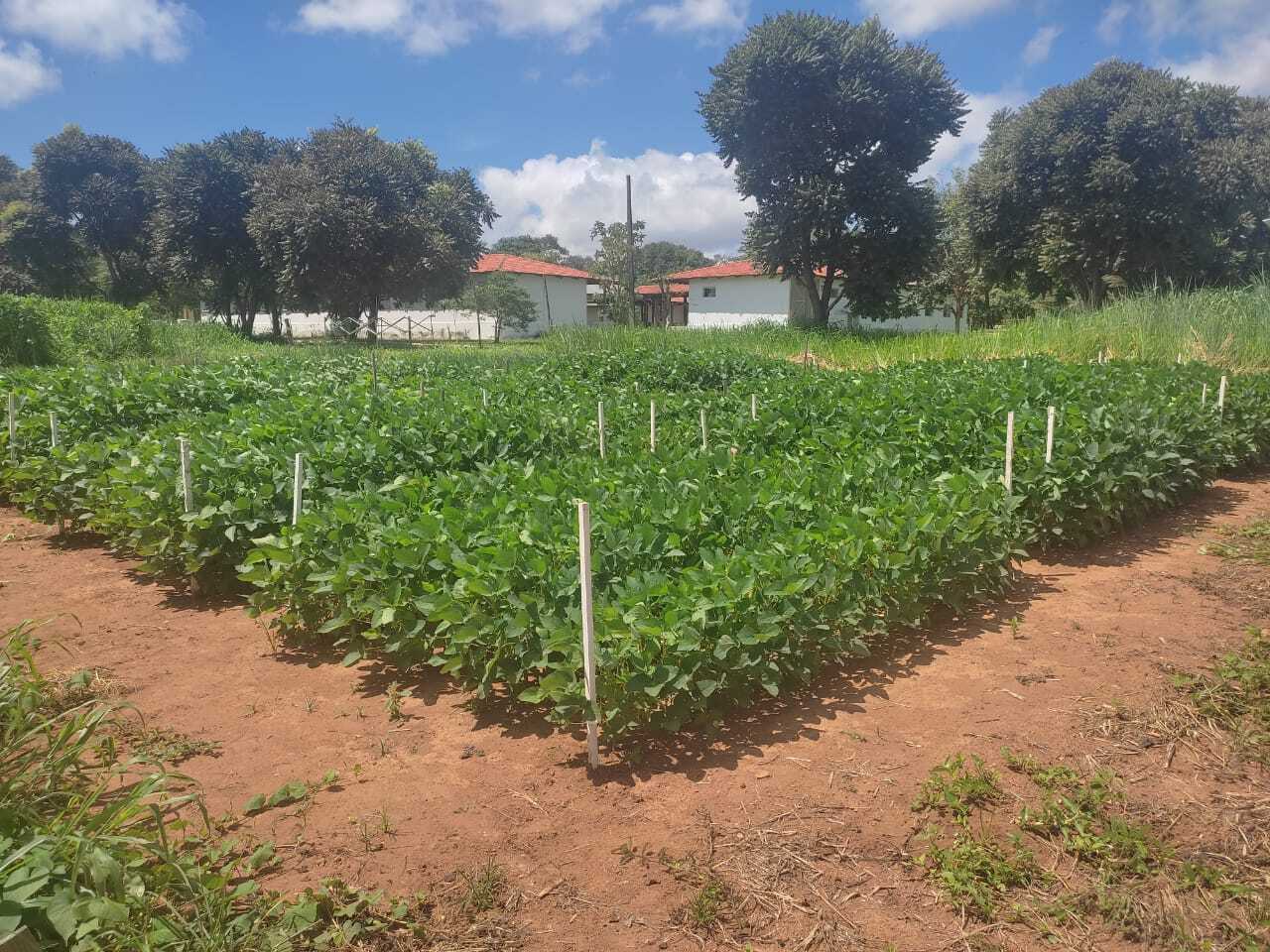015387 - Culturas II (soja, Feijão, Girassol e Algodão) - 2024/2:Bacharelado em Agronomia, Bacharelado, 7º Período, Turno Integral (2024)