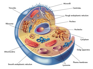 015180 - Fundamentos de Biologia Celular e Microscopia - 2024/2:Técnico em Biotecnologia, Subsequente, 1º Período, Turno Noturno (2024)
