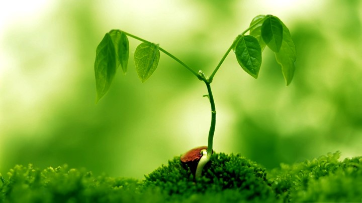 015506 - Fisiologia Vegetal - 2024/2:Licenciatura em Ciências Biológicas, Licenciatura, 8º Período, Turno Noturno (2024)