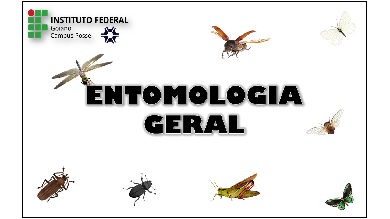 Entomologia Geral - 2024/2; 4º Período; 2024