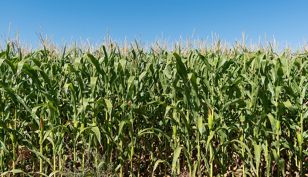 016056 - Culturas I (arroz, Milho, Trigo e Sorgo) - 2024/2:Bacharelado em Agronomia, Bacharelado, 6º Período, Turno Integral (2024)