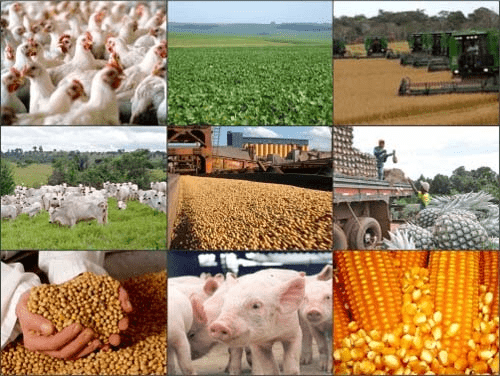 016742 - Princípios de Agroindústria - 2024/2:Técnico em Agropecuária, Técnico Concomitante, 4º Período, Turno Vespertino (2024)