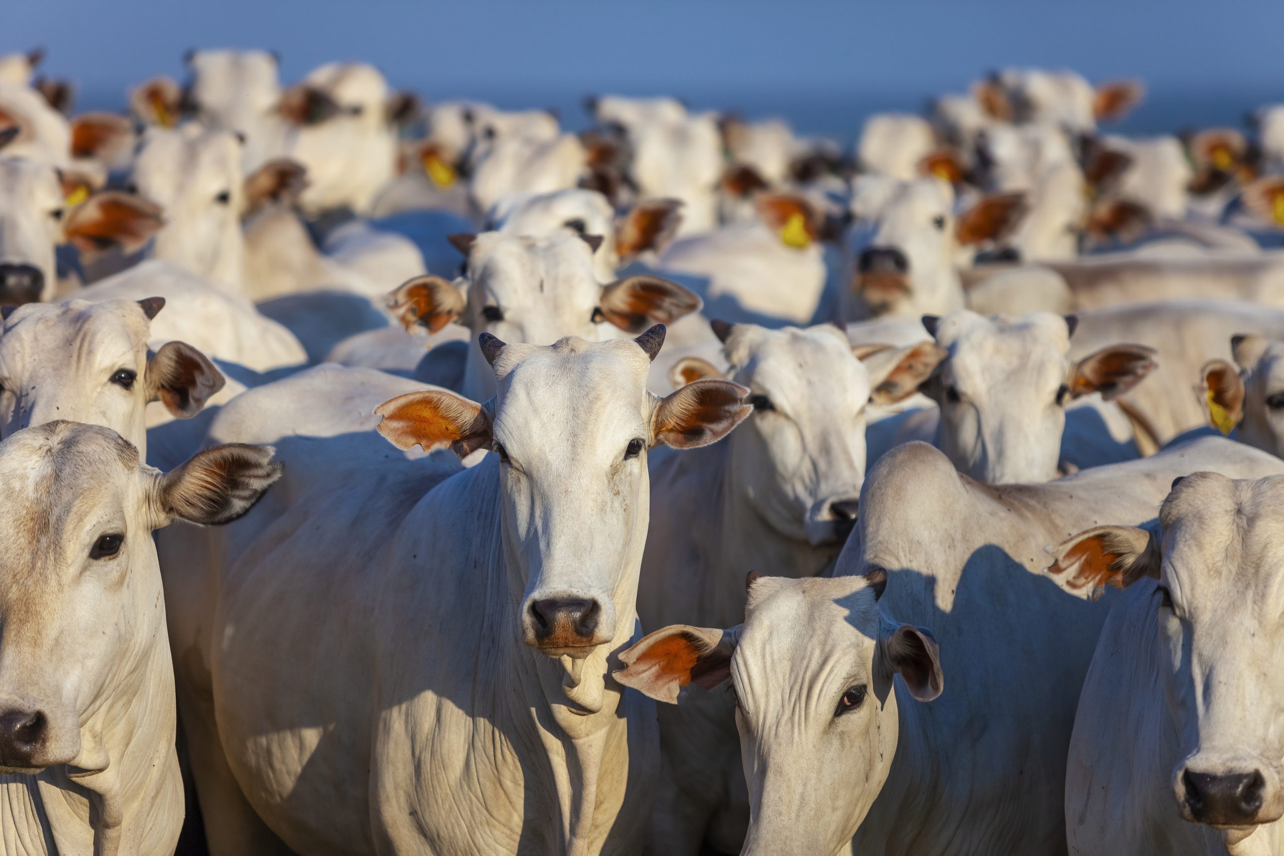 017376 - [MO.2ZOO0] Eficiência Reprodutiva em Bovinos - 2024/2:Bacharelado em Zootecnia, Bacharelado, 8º Período, Turno Integral (2024)