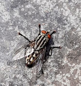 015852 - Parasitologia e Doenças parasitárias - 2024/2:Bacharelado em Medicina Veterinária, Bacharelado, 4º Período, Turno Integral (2024)