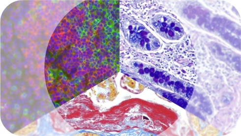 016996 - Histologia e Embriologia - 2024/2:Bacharelado em Zootecnia, Bacharelado, 2º Período, Turno Integral (2024)