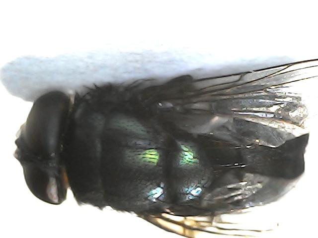 016755 - Doenças Parasitárias dos Animais - 2024/2:Bacharelado em Medicina Veterinária, Bacharelado, 6º Período, Turno Integral (2024)