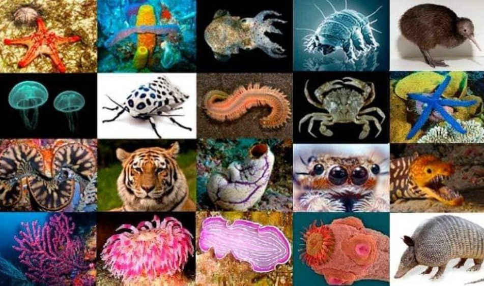 016999 - Zoologia - 2024/2:Bacharelado em Zootecnia, Bacharelado, 2º Período, Turno Integral (2024)